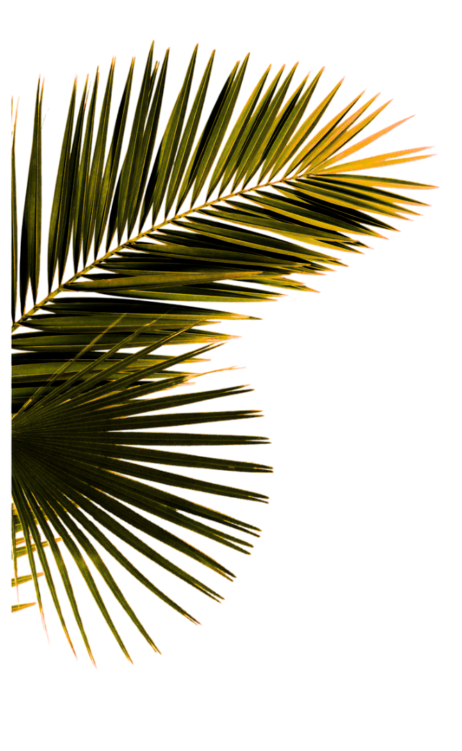 Palm Leaves Decoration